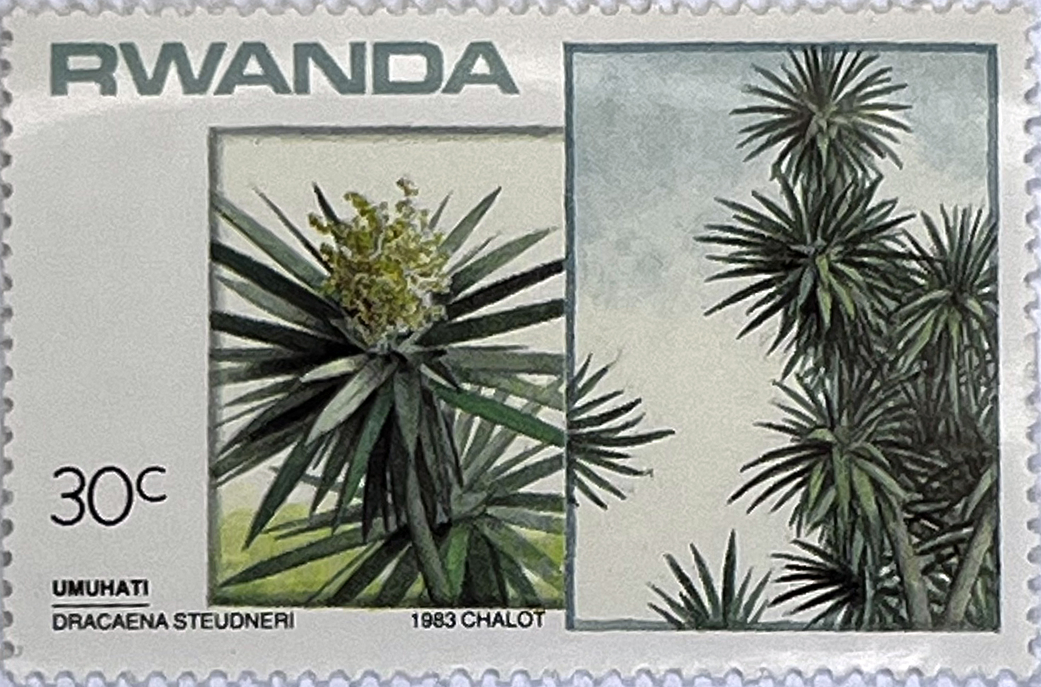 🌳 Botaniczne Skarby Afryki – Kompletna Seria „Drzewa i Krzewy” (Rwanda 1984) MNH! 🇷🇼 - obrazek 3
