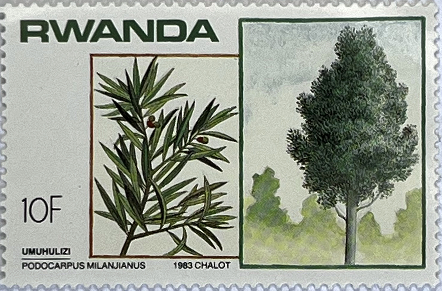 🌳 Botaniczne Skarby Afryki – Kompletna Seria „Drzewa i Krzewy” (Rwanda 1984) MNH! 🇷🇼 - obrazek 5