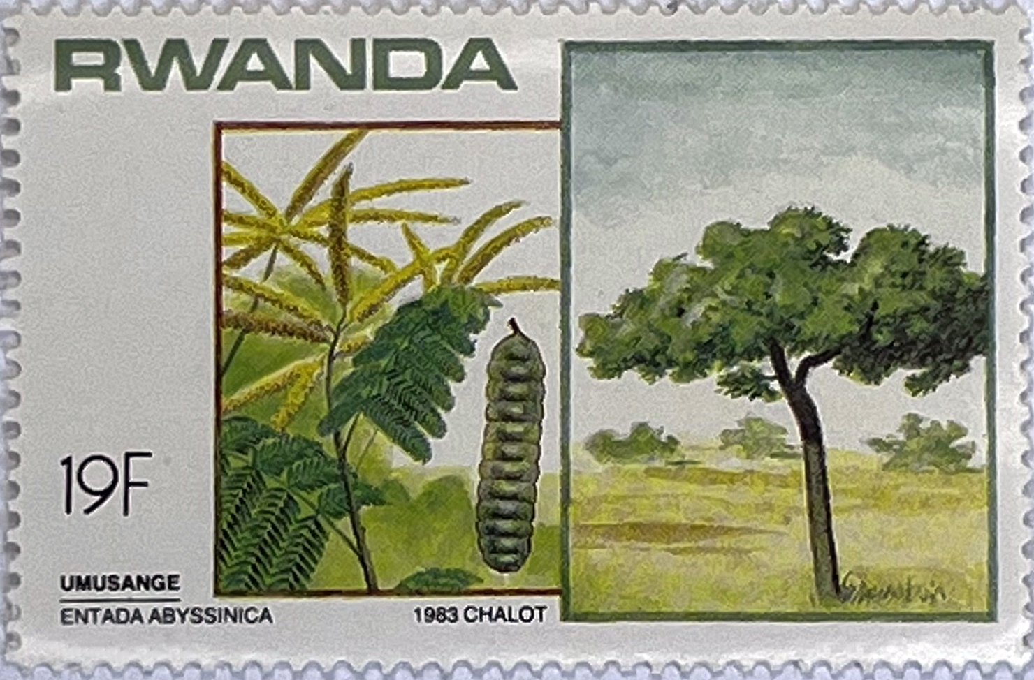 🌳 Botaniczne Skarby Afryki – Kompletna Seria „Drzewa i Krzewy” (Rwanda 1984) MNH! 🇷🇼 - obrazek 6