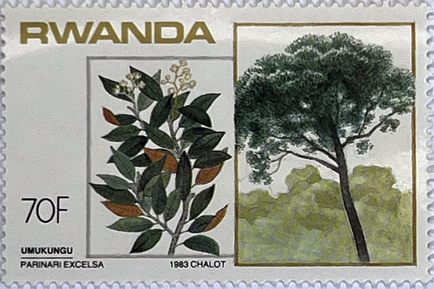 🌳 Botaniczne Skarby Afryki – Kompletna Seria „Drzewa i Krzewy” (Rwanda 1984) MNH! 🇷🇼 - obrazek 7