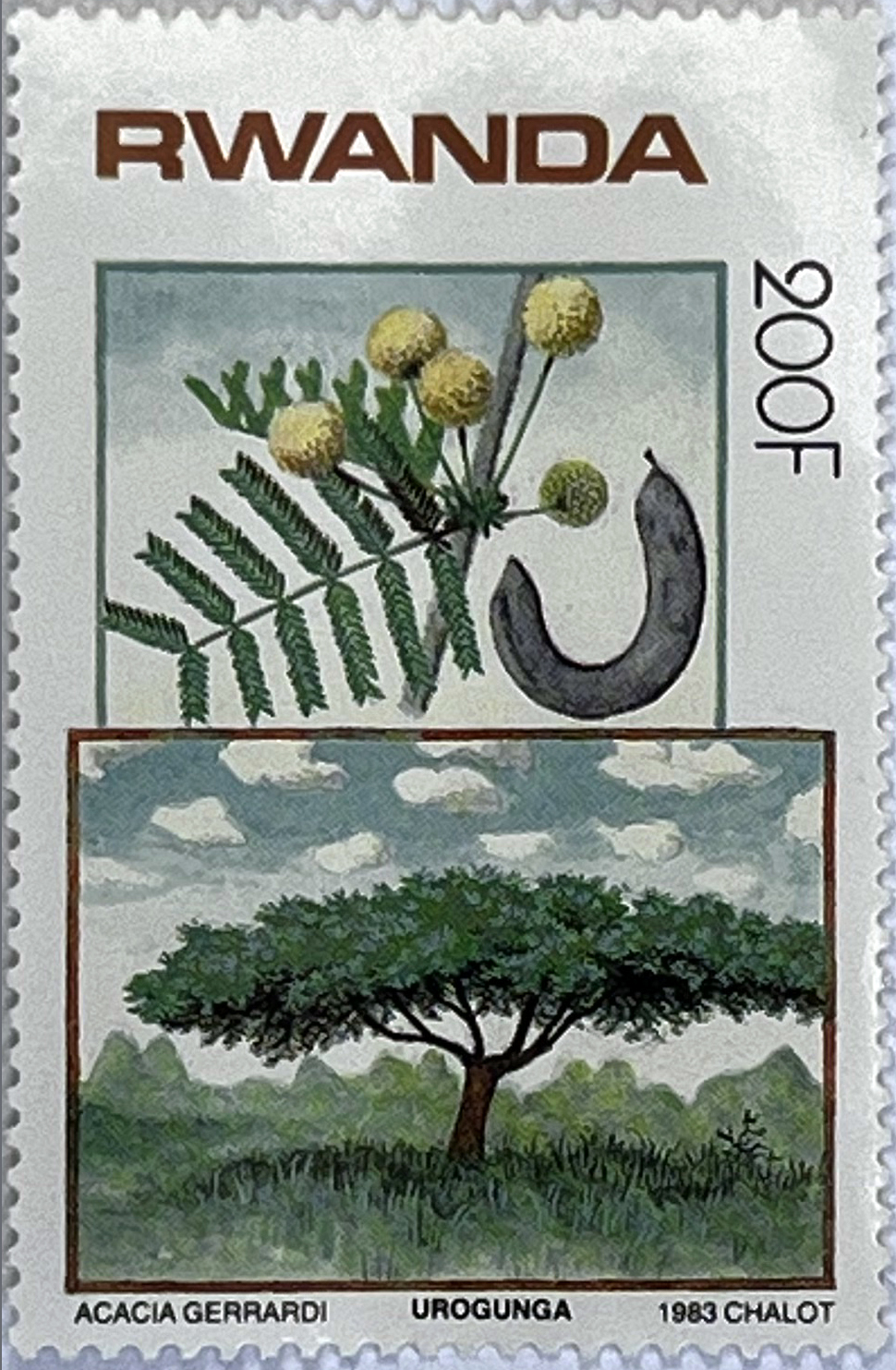 🌳 Botaniczne Skarby Afryki – Kompletna Seria „Drzewa i Krzewy” (Rwanda 1984) MNH! 🇷🇼 - obrazek 9