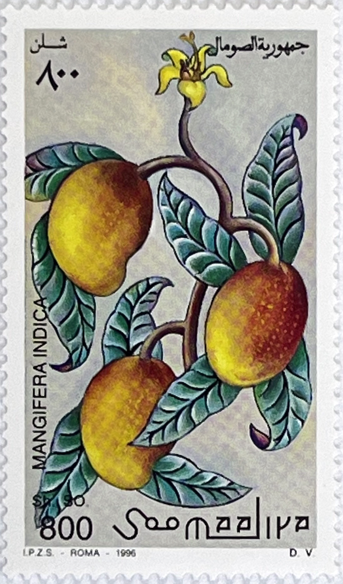 🍌 Egzotyczne Smaki – Kompletna Seria „Owoce Świata” (Somalia 1996) MNH! 🇸🇴 - obrazek 4