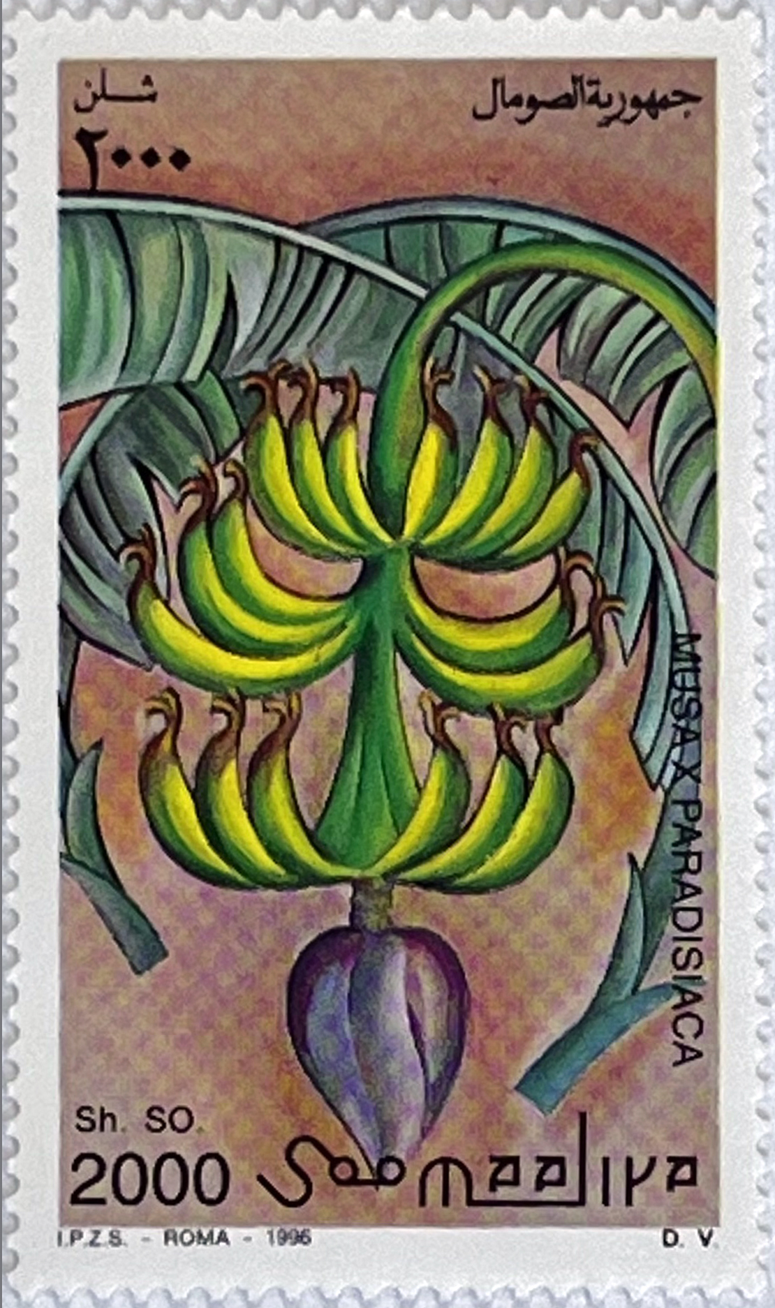 🍌 Egzotyczne Smaki – Kompletna Seria „Owoce Świata” (Somalia 1996) MNH! 🇸🇴 - obrazek 5